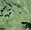 Prehnite